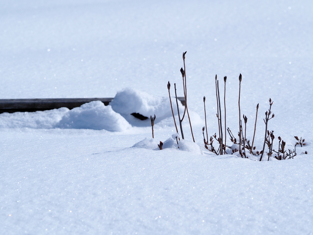 三月八日未だ積雪期