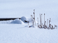 三月八日未だ積雪期