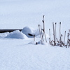 三月八日未だ積雪期