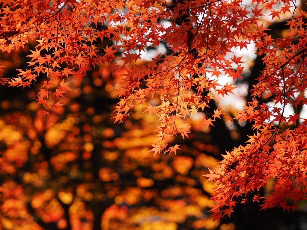 金曜夜に紅葉を