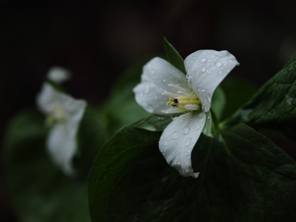 雨纏う花