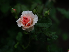 沈思の薔薇