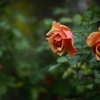 薔薇・終焉