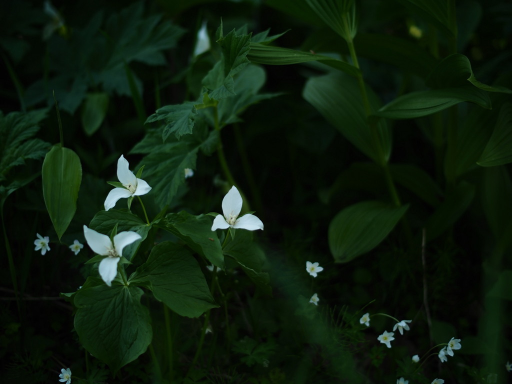 緑の花園