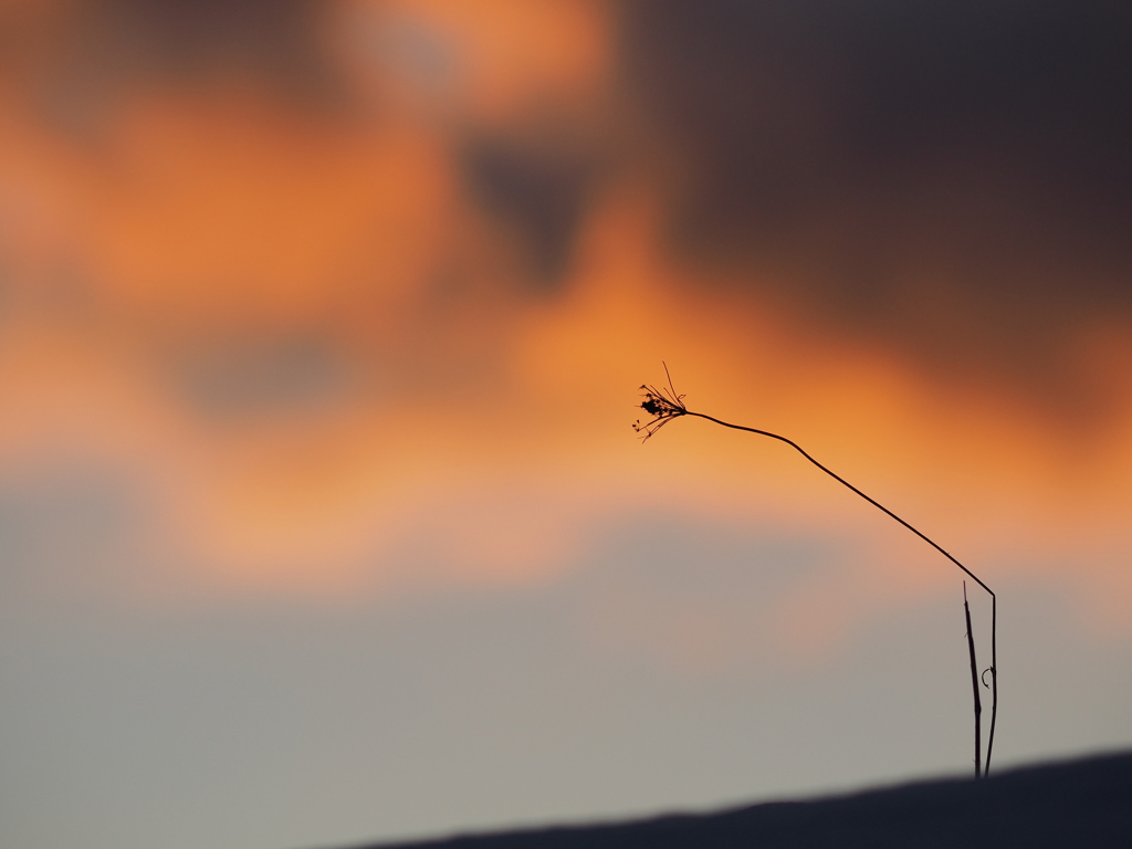 夕雲に吠ゆ