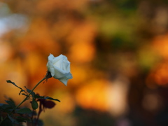 秋の白薔薇