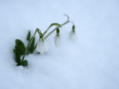雪雫