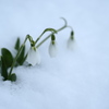 雪雫