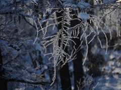 今朝の霧氷