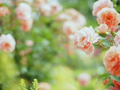 厚別薔薇祭り開幕　光の薔薇園