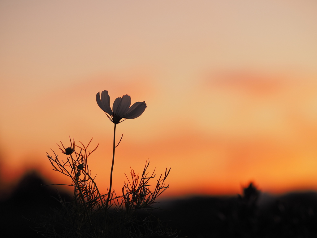 夕暮秋桜