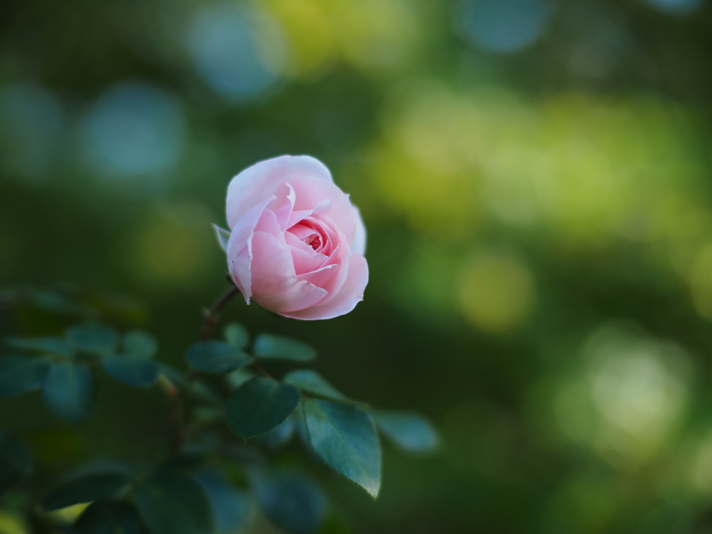 秋の薔薇園