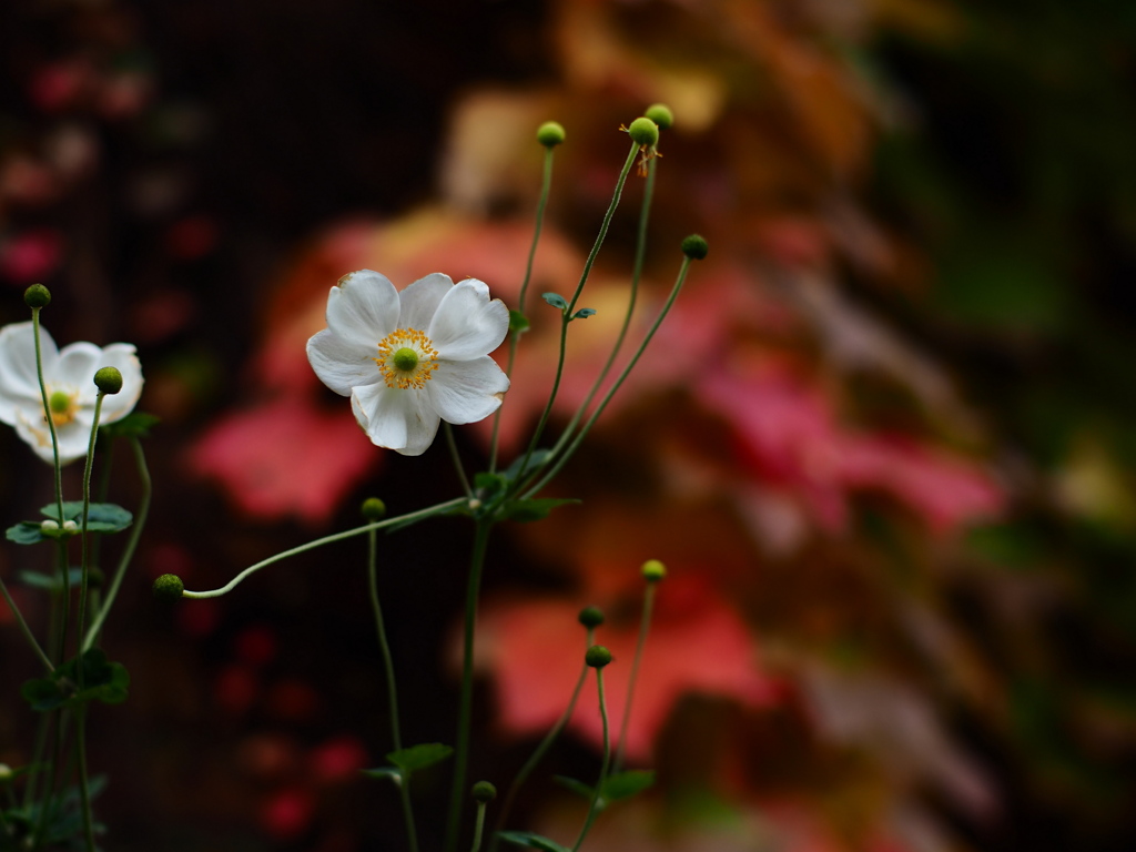 夜の菊