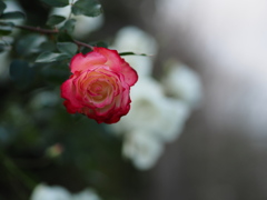 寒い薔薇