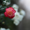 寒い薔薇