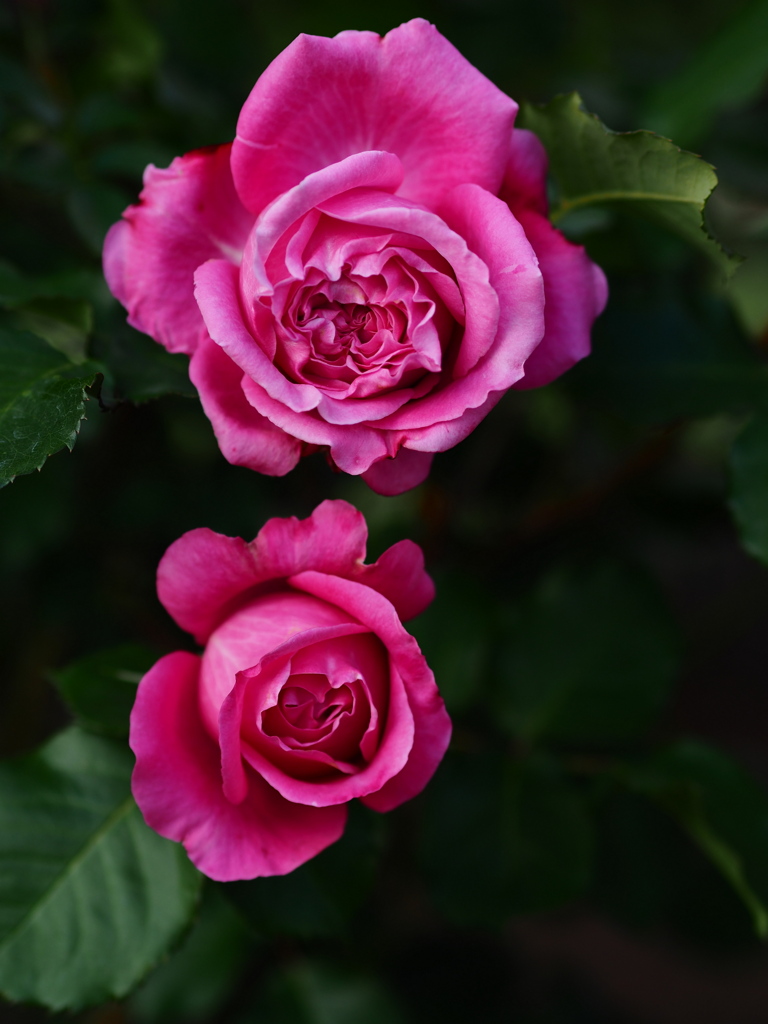 只、薔薇を撮った