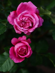 只、薔薇を撮った