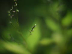 眠りに就く森