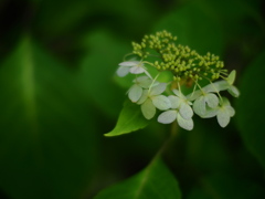 眠りに就く森