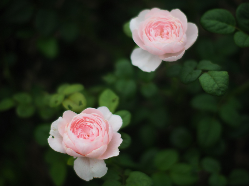 薔薇の園