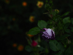 夜の青薔薇