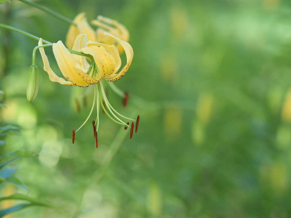 百合の園