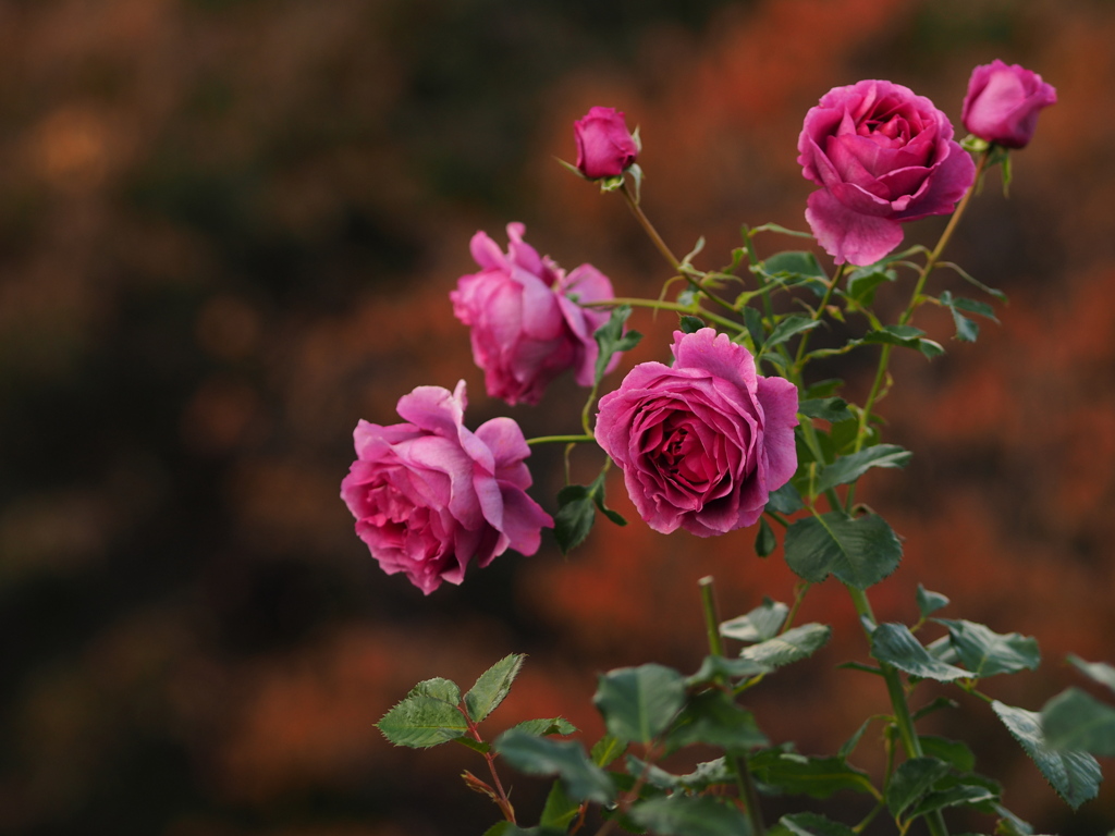 厚別秋の薔薇祭