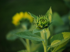 葆光の花