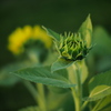 葆光の花