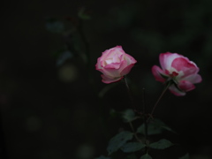 夜寒の薔薇