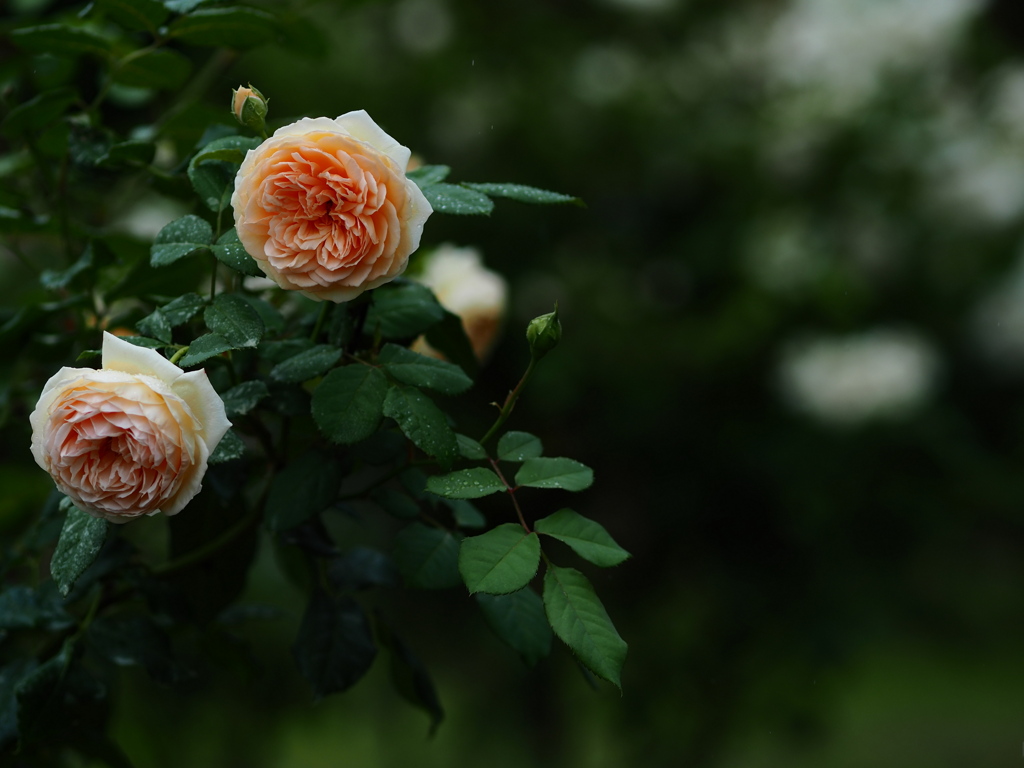 薔薇の葉