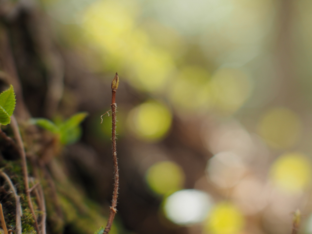 芽吹きの森