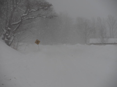 吹雪く散歩道