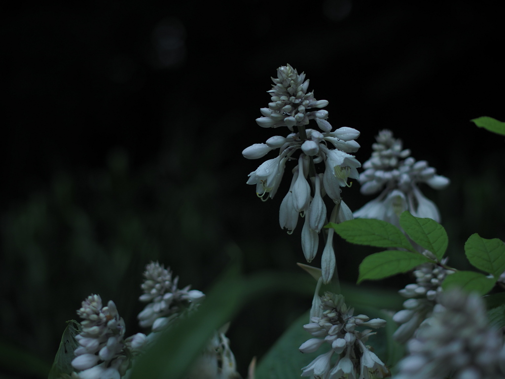 陰に咲く花