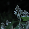 陰に咲く花