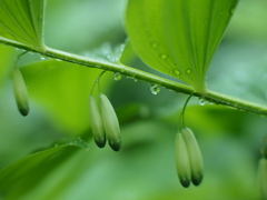 雨の森のふたごちゃん