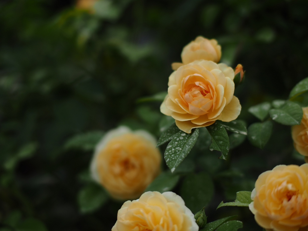 金曜の薔薇