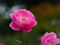 詩人の薔薇