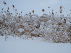 着雪の原