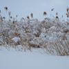 着雪の原