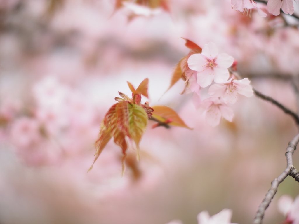 北の櫻花