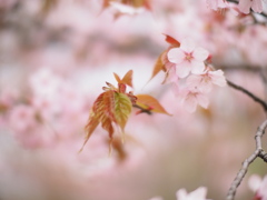 北の櫻花