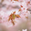 北の櫻花