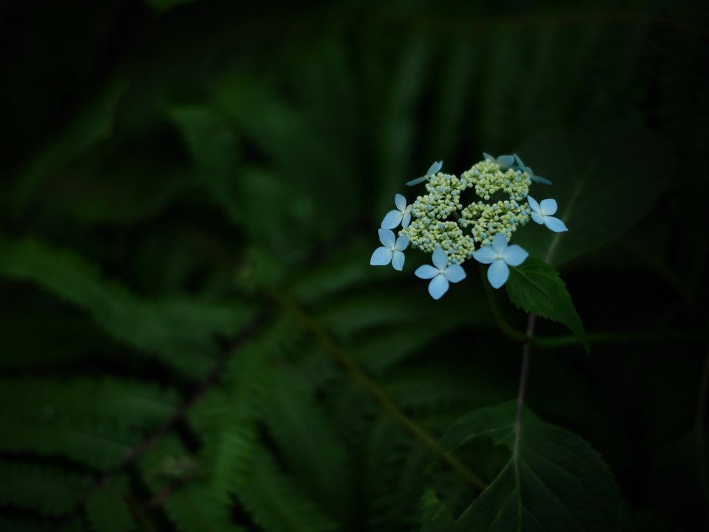 涼しい花