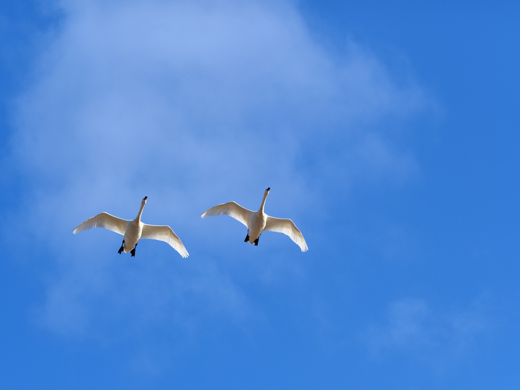 白鳥の空
