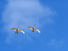 白鳥の空