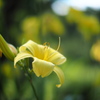 薔薇園の黄色い花（仮称）