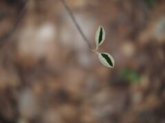 芽が笑ってるよ