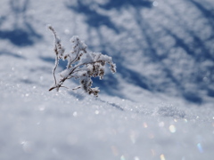 雪の虹