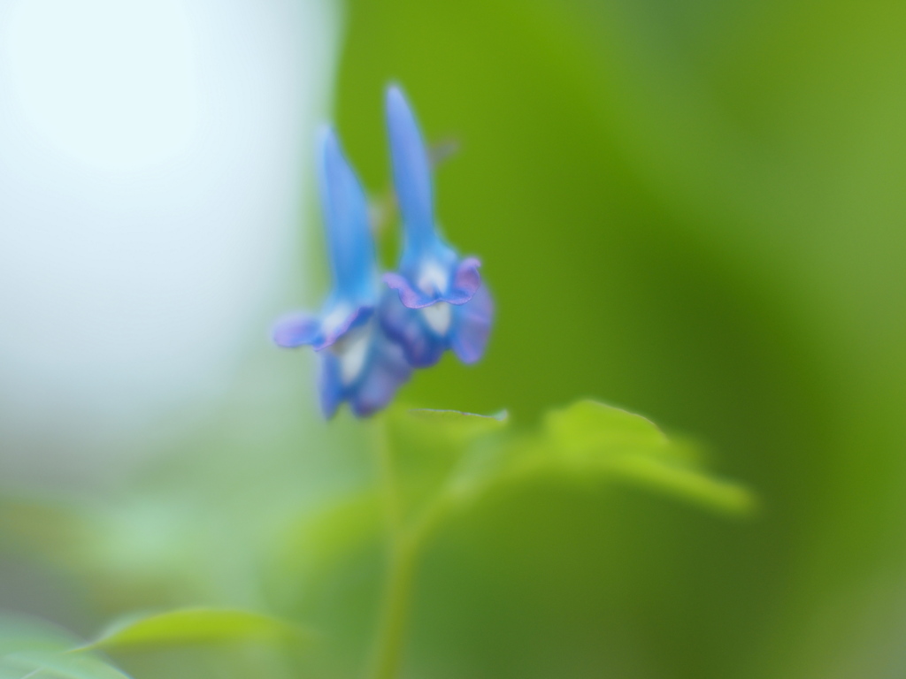 花咲く森